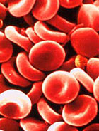 Vörösvérsejtek